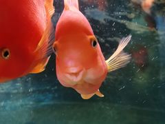 -沙沙哗啦海洋馆(华宇百花谷店)