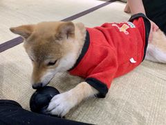 -逗柴咖啡屋·狗咖猫咖宠物桌游