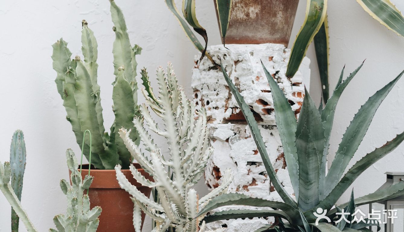 与植物生活在一起Ning's 