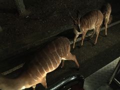 -清迈夜间动物园