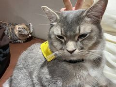 -MOCHA明星猫咖(田子坊店)