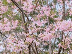 -金鸡山公园