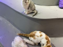 -极木²邸 人与宠物·互动社区