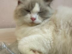 -猫咪派对(江南西店)