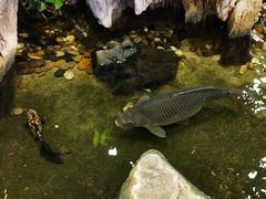 -丰圆轩粤式茶楼 . 点心粤菜(夏茅店)