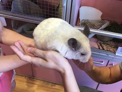 -藦茜花园宠物主题亲子互动体验馆(国顺东路店)