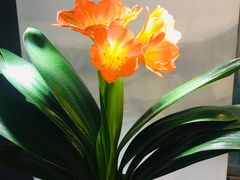 -双季花艺园艺市场(浦东店)