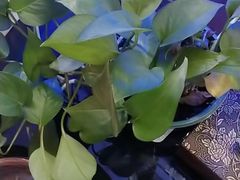 -皇盈轻奢·足道瑜伽·SPA会所(郑州东站店)