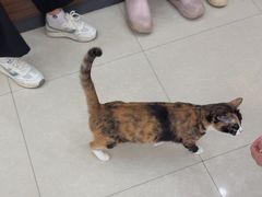 -瑞鹏宠物医院·夜间急症·心超·猫科(祖庙分店)