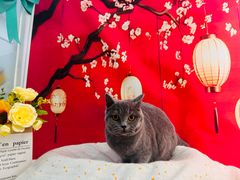 -爱洗澡的猫(望京店)