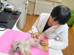 -北京观赏动物医院·24小时大型综合·猫专科·异宠专科