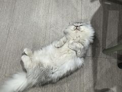 -唐小姐の私宠·宠物洗护美容·撸猫馆·购宠(周浦万达旗舰店)