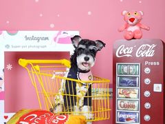 -超宠爱宠物摄影-Super pet