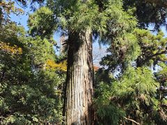 -天目山大树王景区