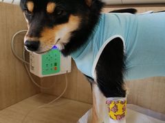 -北京观赏动物医院·24小时大型综合·猫专科·异宠专科