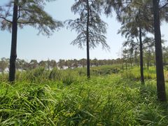 -春花秋色城市公园