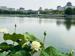 -莲花池公园