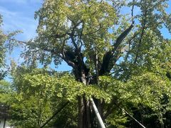 -上海佘山国家森林公园天马山园