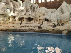 -帝企鹅自助餐厅•儿童岛•真企鹅(长隆企鹅酒店)