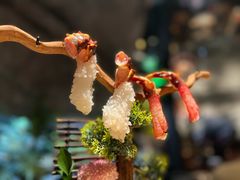 -蟹犇前•帝王蟹雪蟹(陆家嘴店)