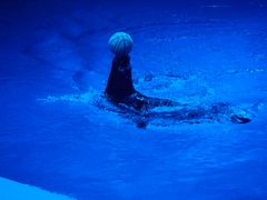 -芜湖新华联大白鲸海洋公园