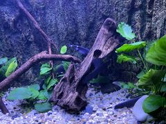 -上海海洋水族馆