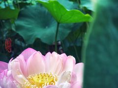 -陈家山荷花公园