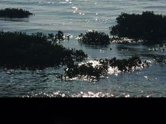 -北海金海湾红树林生态旅游区