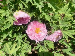 -洛阳市隋唐城遗址植物园