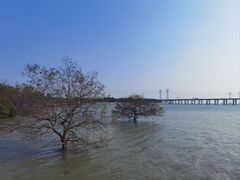 -宝安西湾红树林湿地公园
