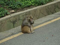 -黔灵山公园
