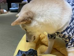 -逗柴咖啡屋·狗咖猫咖宠物桌游