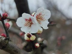 -香雪海