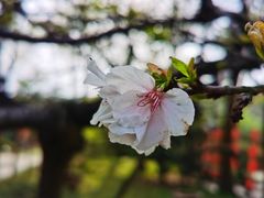 -南山植物园
