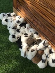 -萌宠亲子动物乐园(槐房万达店)