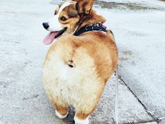 -八公叔叔宠物美容连锁(春申店)