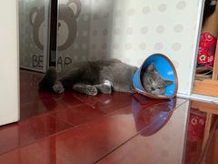 -乐派堂宠物医院·猫友好· 心脏科(东街店)