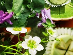 -百年同和·江南点心院(山塘街店)