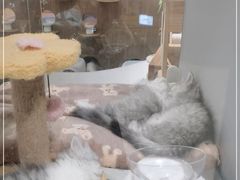 -COLOR PETS 撸猫馆·购猫·猫咖(长风大悦城店)