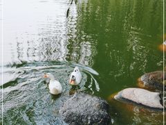 -莲湖公园