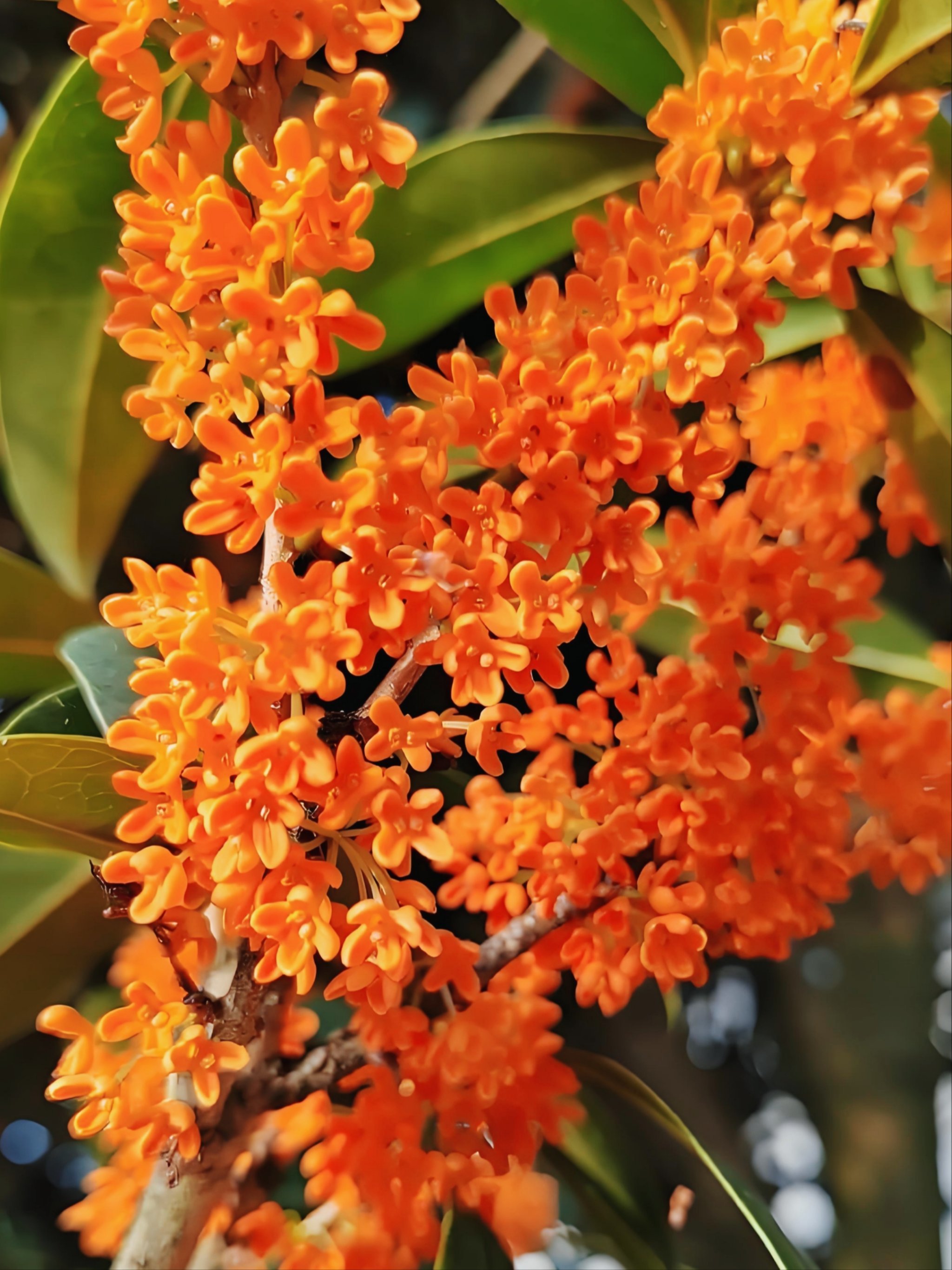 发现高考buff加成神器