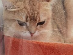 -1013 PET SHOP精品宠物商店(丁香店)