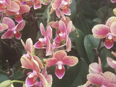 -金科花卉市场