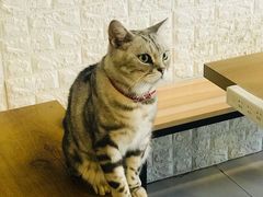 -平行世界·猫咖(首经贸店)