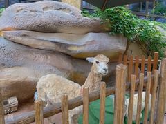 -杭州开元森泊度假乐园