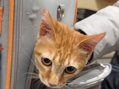 -动物缘宠物医院·骨科·猫科(西二环店)