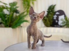 -山宅一喵德文卷毛猫舍