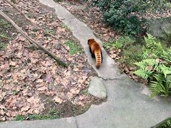 -都江堰中华大熊猫苑