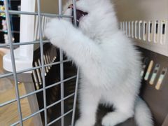 -小猫来了·猫舍(红山六九七九店)