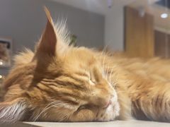 -藏猫猫咖啡主题馆(中央大道店)